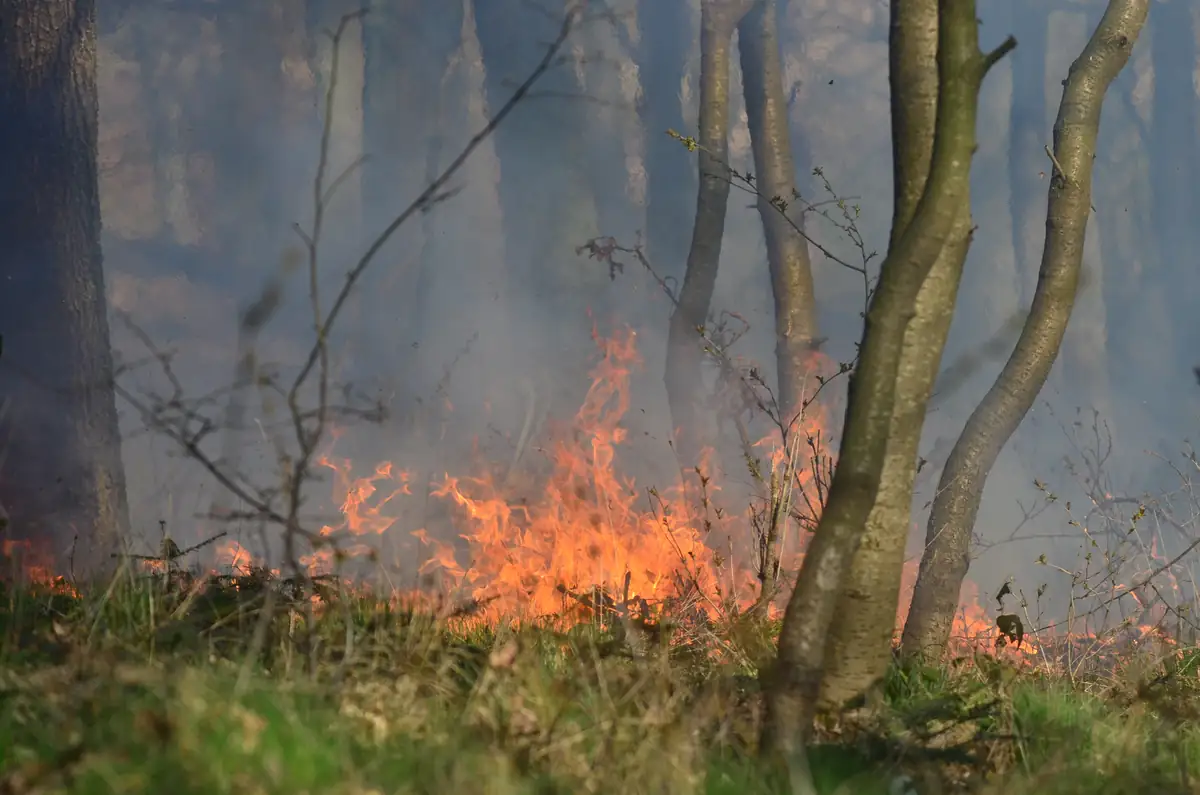 Projev změny klimatu